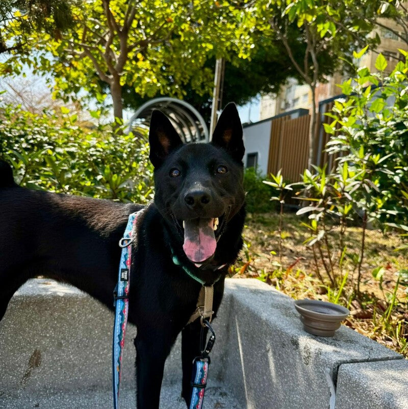 Clover