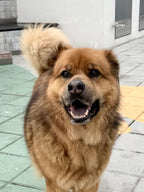Dori