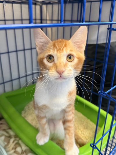 Dorito