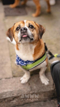 DOUGLAS