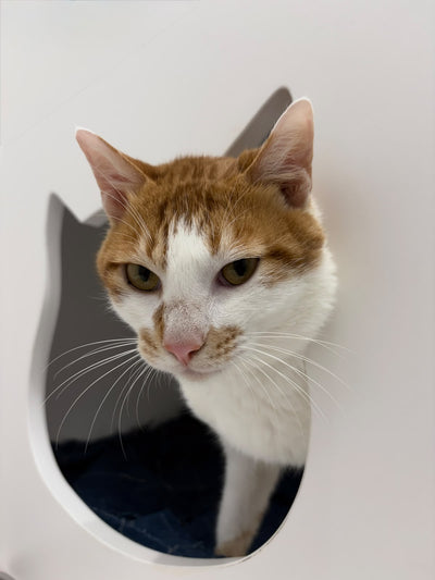 荷包蛋 Eggy