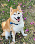 Goji
