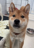 Ted