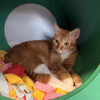 Garfield