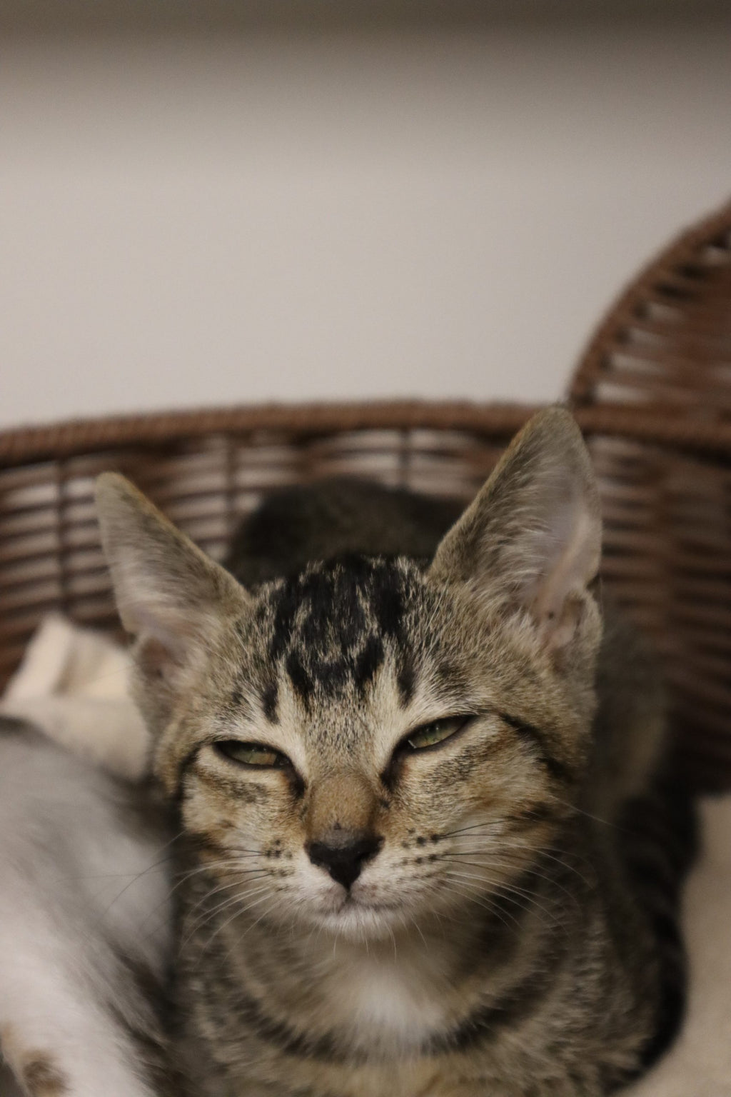 Nova