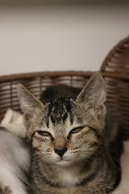 Nova