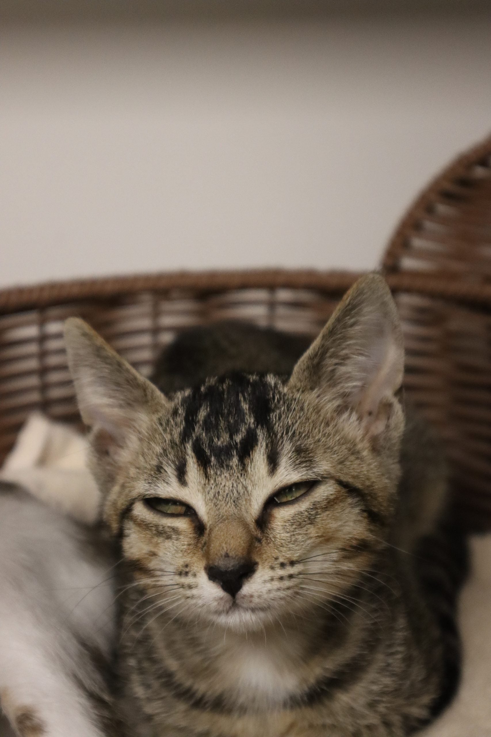 Nova