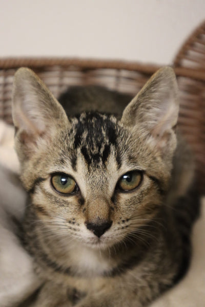 Nova