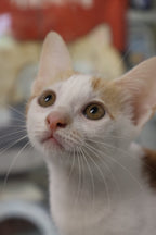 Daisy