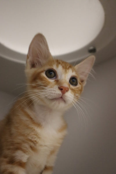 Bongo