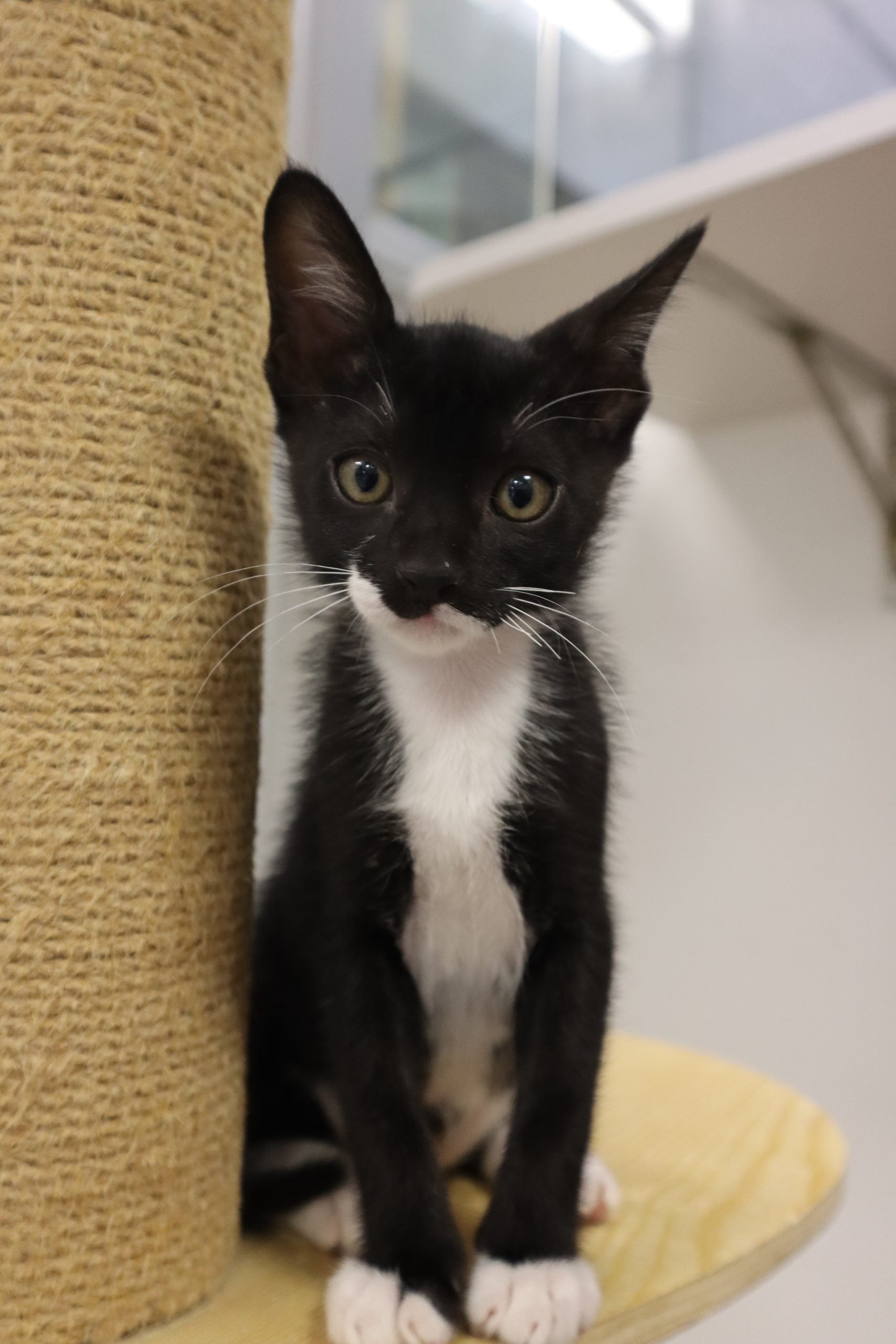 Riku