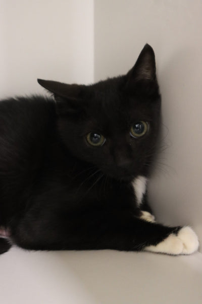 Licorice