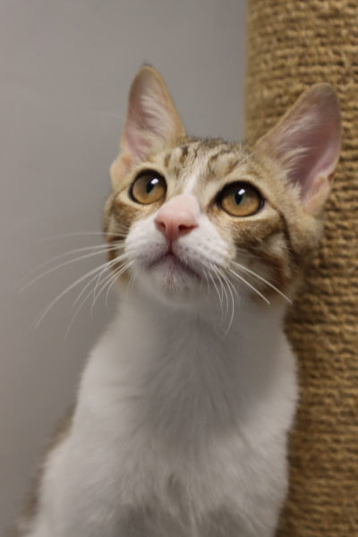 Pong