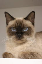 Mali