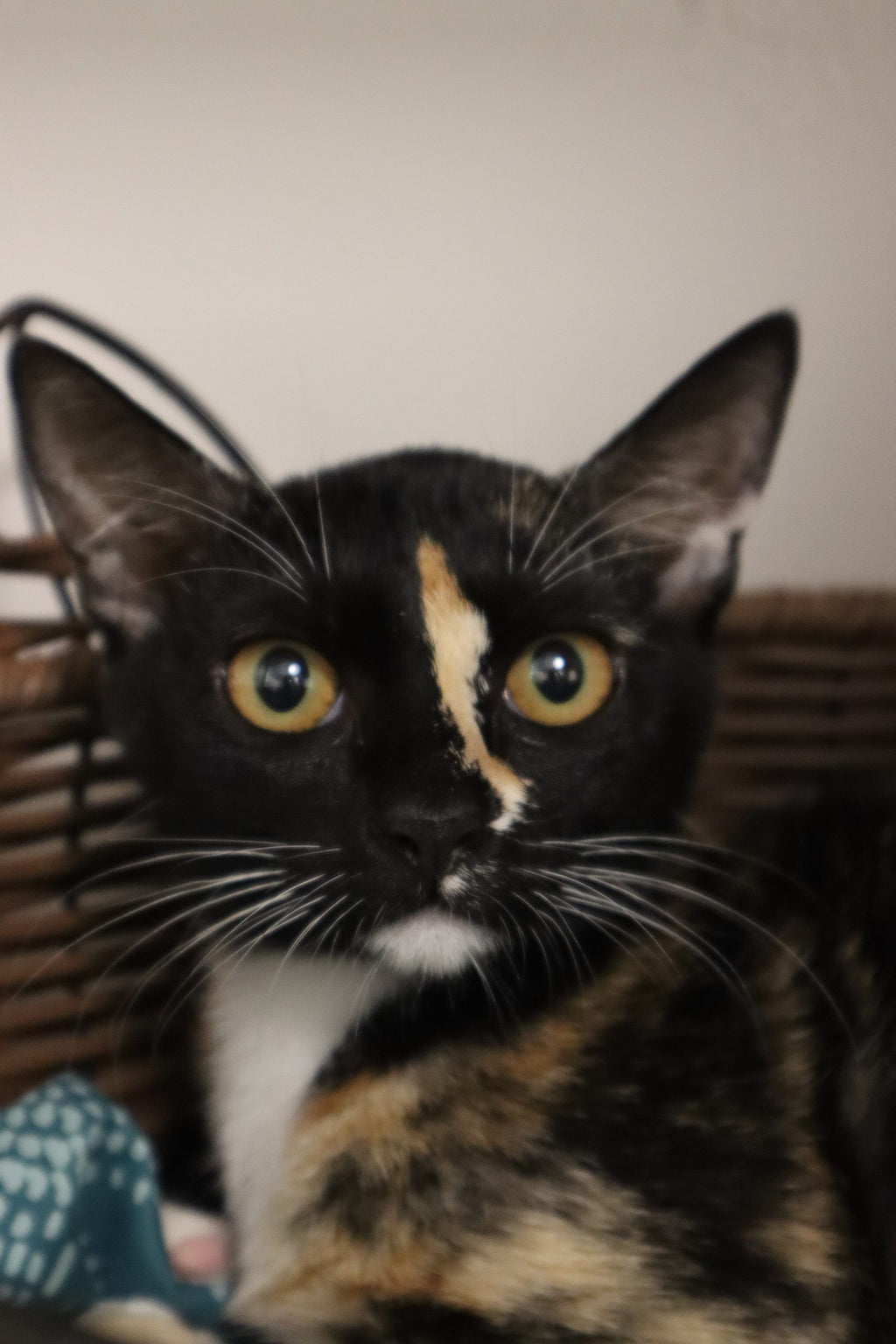 Mimi
