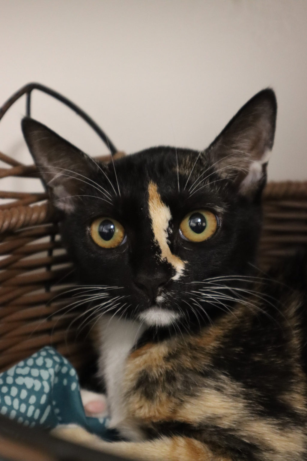 Mimi