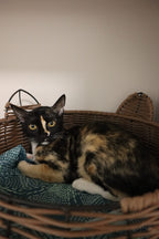 Mimi