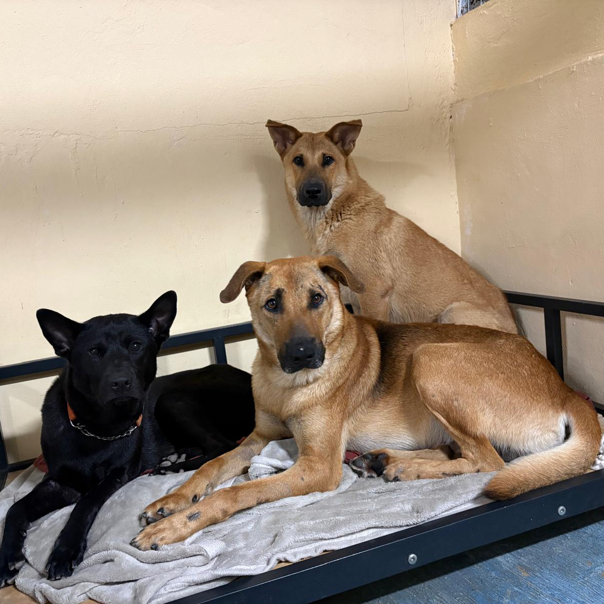 INKY – On Trial Adoption