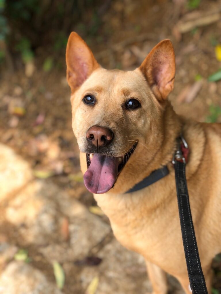 Isobel