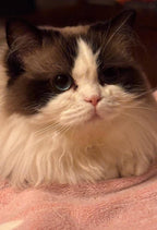 LOLA