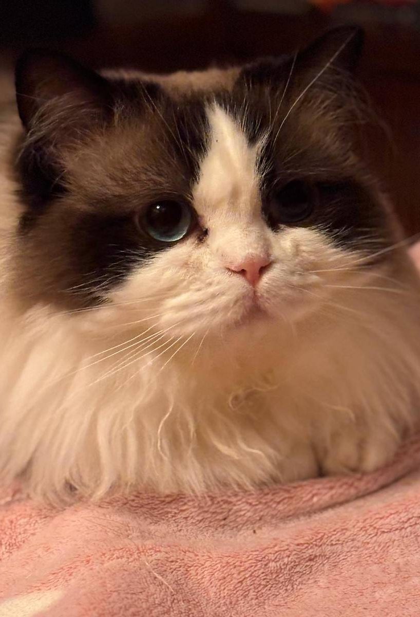 LOLA