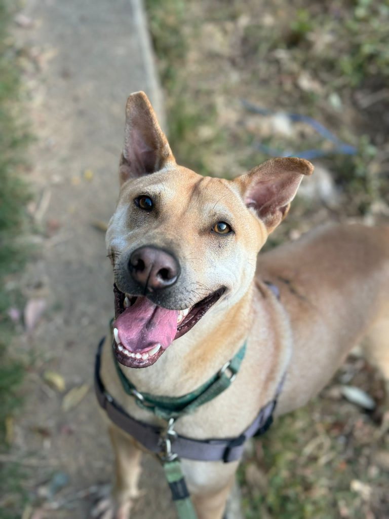 Caramel