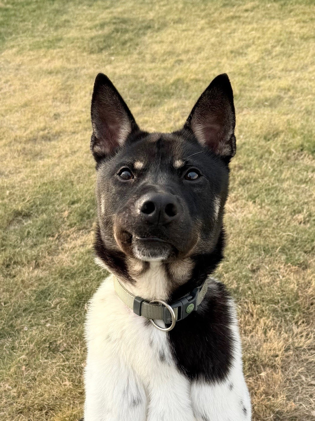 Pan Pan