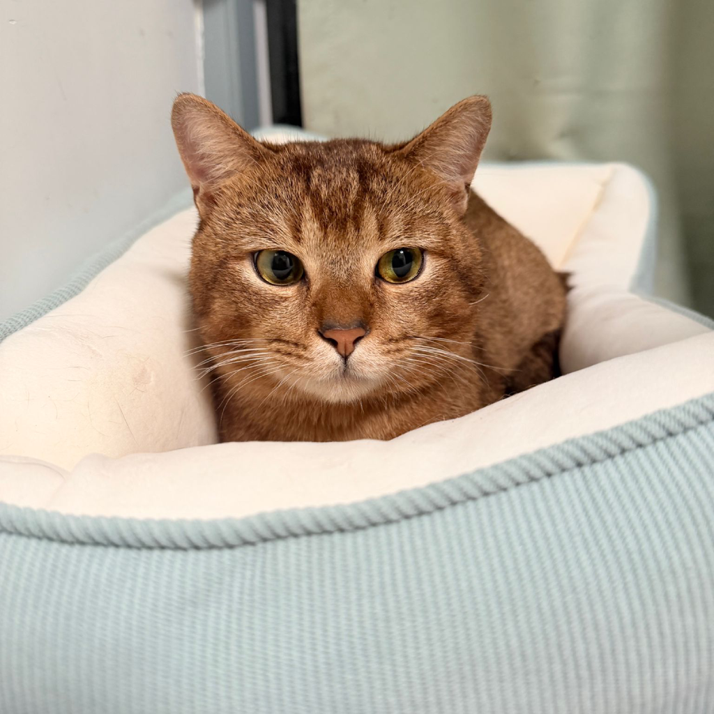 PATRICK – On Trial Adoption