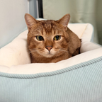 PATRICK – On Trial Adoption