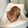 PATRICK – On Trial Adoption