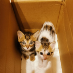 PELE & PETUNIA