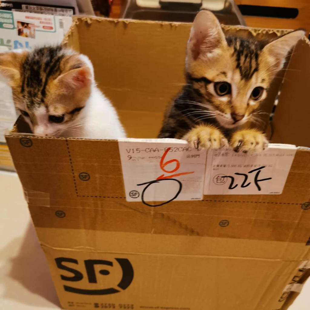 PELE & PETUNIA