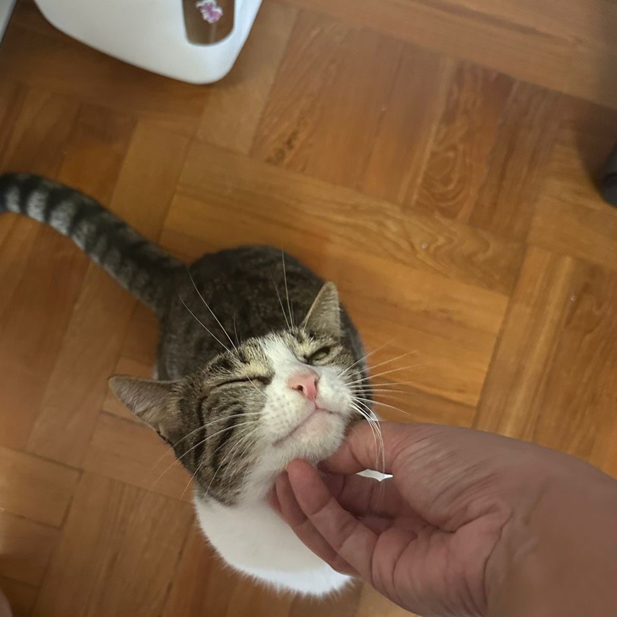 PIPPA