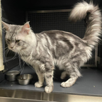 PRINCE – On Trial Adoption
