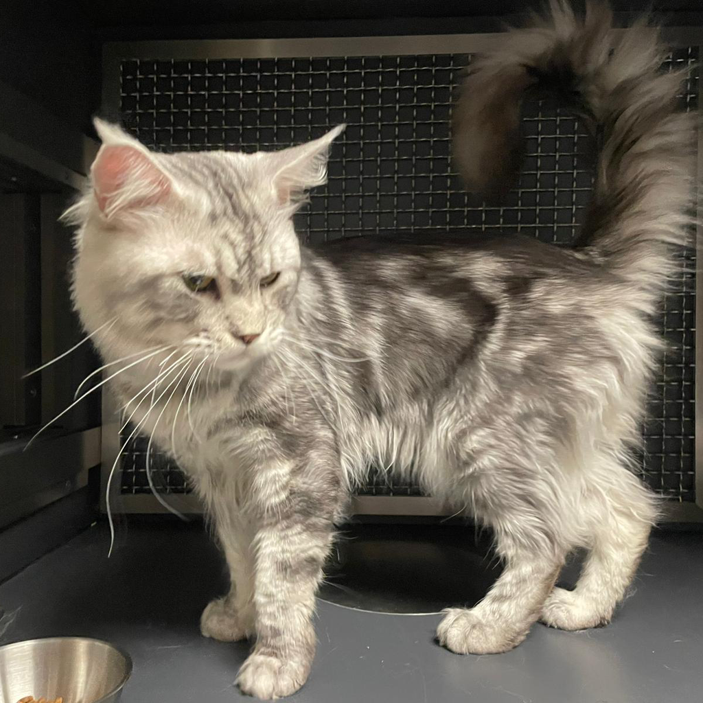 PRINCE – On Trial Adoption