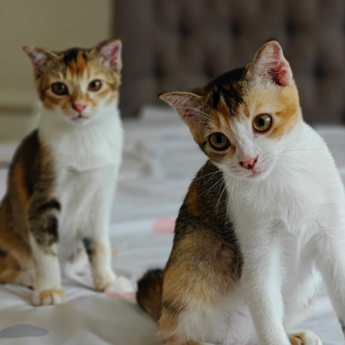 REESE & RENATA – On Trial Adoption
