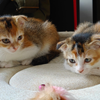 REESE & RENATA