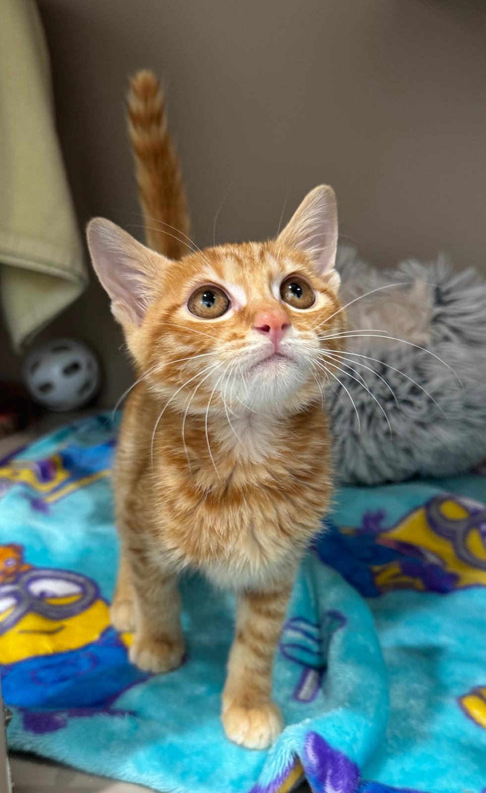 Gatchan 小吉