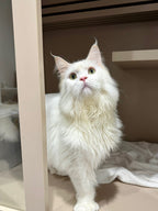 Six 阿六
