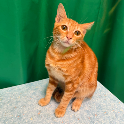 STEVE – On Trial Adoption