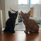 TAMMY & TIMMY
