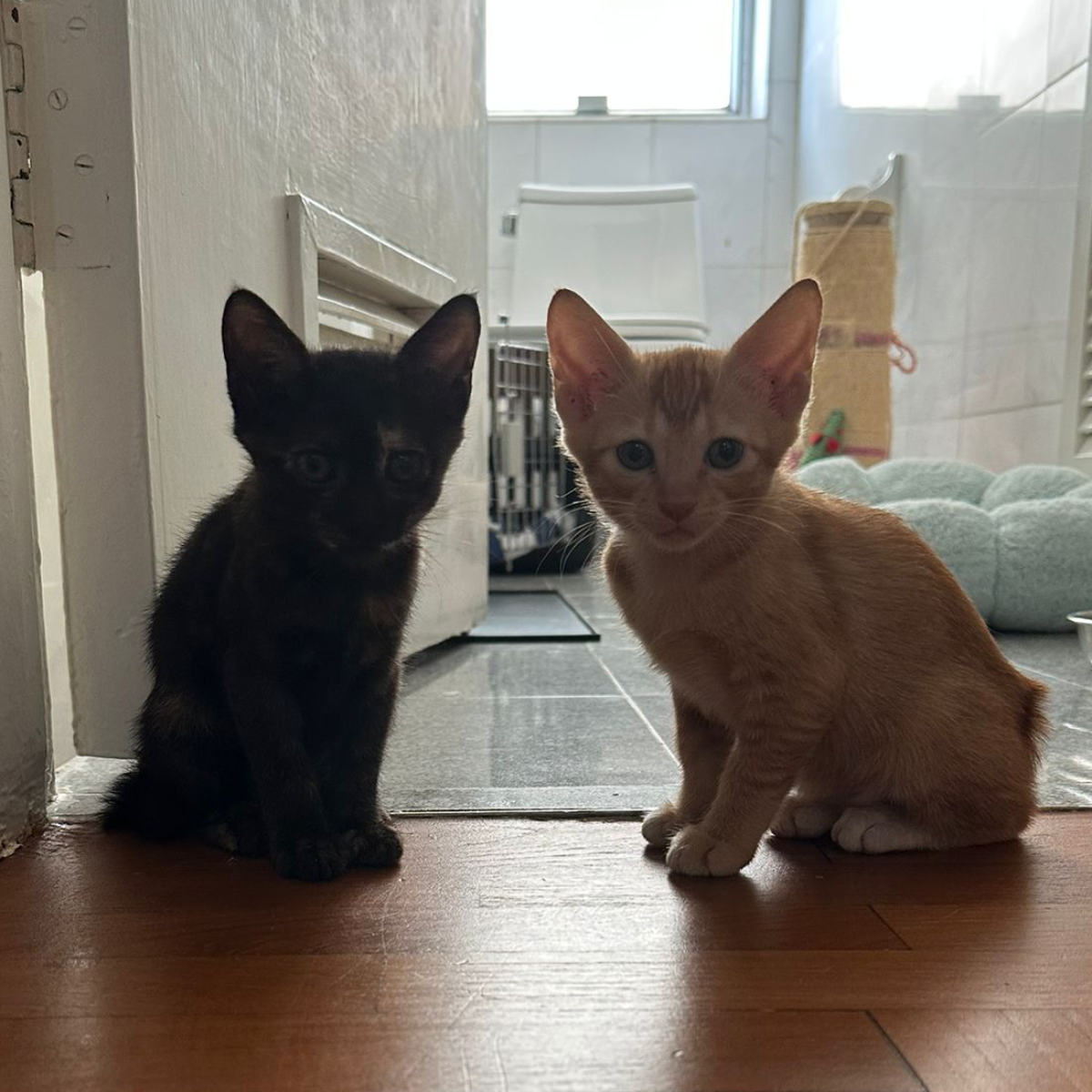 TAMMY & TIMMY