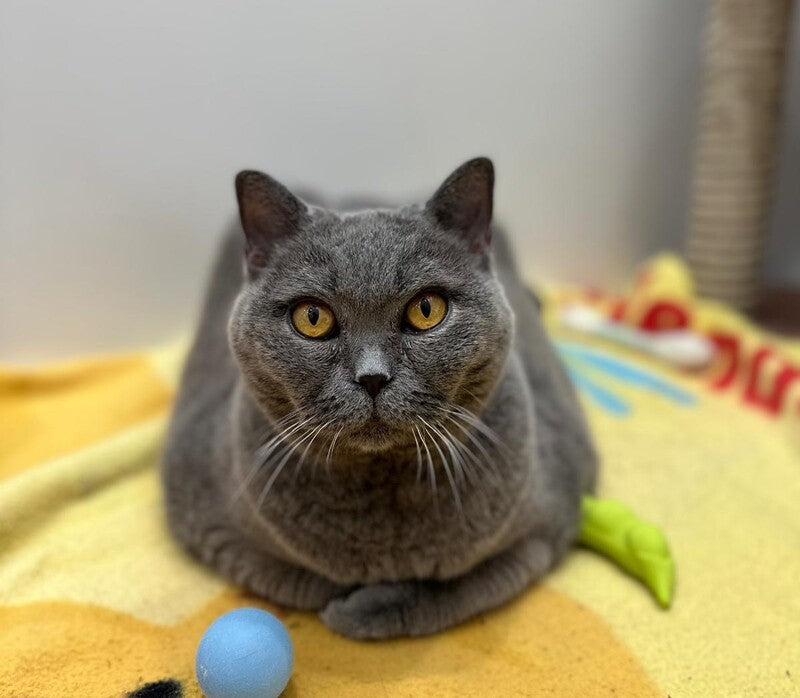 Totoro 滑嘟嘟