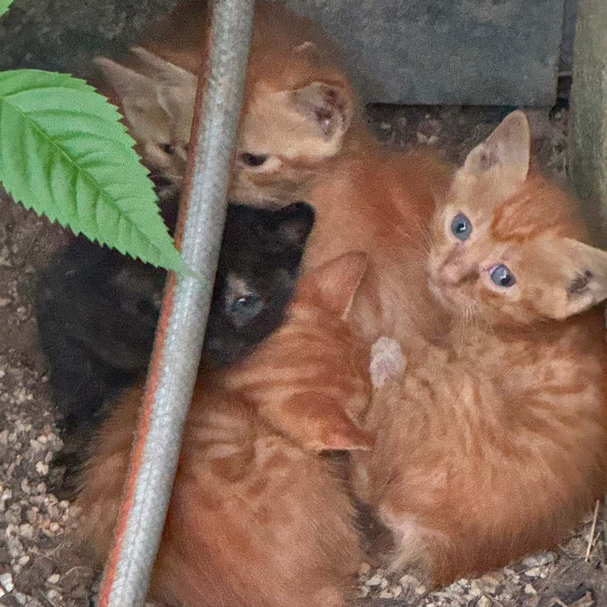5-6 KITTENS IN URGENT NEED OF OUR HELP
