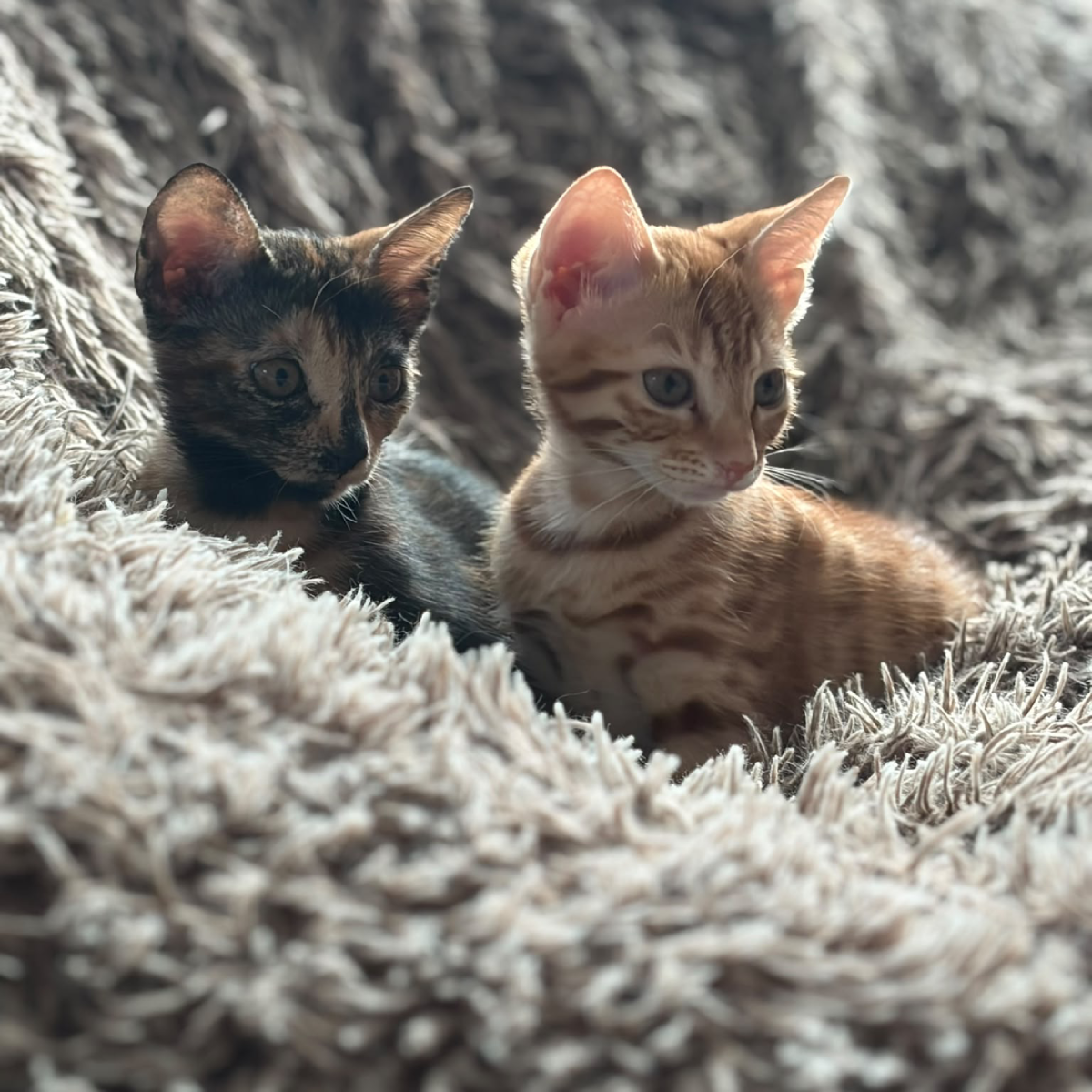 VIENNA & VIVI