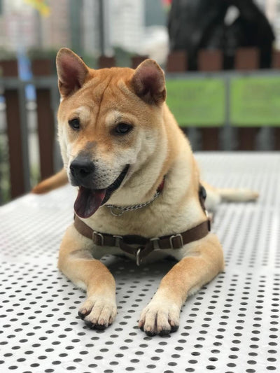 Gumbo