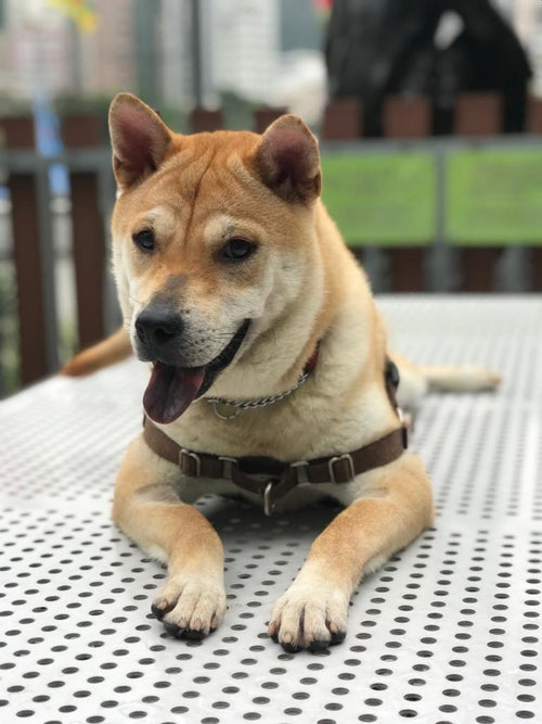 Gumbo