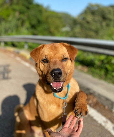 Cassius