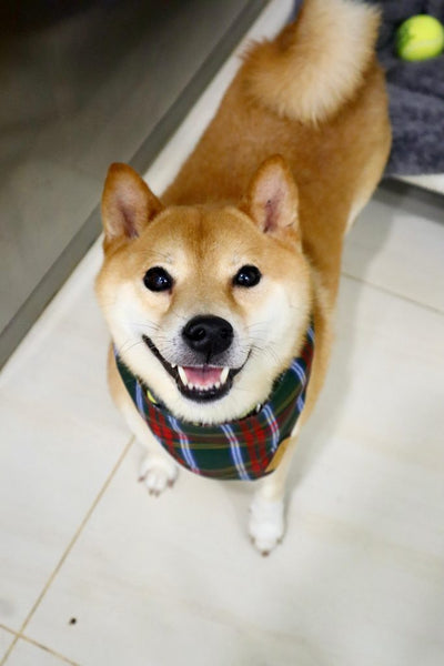 Pip