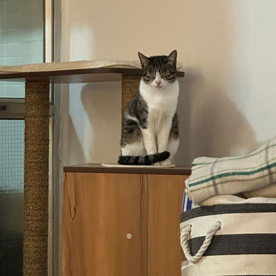PIPPA